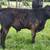 Steer 2 thumbnail