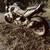 Aprilia Mana 850 - Automatic/Manual Motorcycle 1 thumbnail