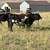 Jersey + Brown Swiss x bull calf 8 thumbnail