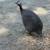 Guinea Fowl 2 thumbnail