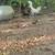 Chicks 1 thumbnail