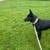 Black German shepherd 2 thumbnail