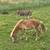 Mini donkeys, Shetland Pony, mini Nubian breeding pair 4 thumbnail