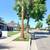 `☆`Stump Grinding`☆` Palms Trimming `☆` Tree Removed `☆` Tree Trimming 21 thumbnail
