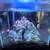 Saltwater tank 1 thumbnail