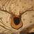8 point deer antlers 1 thumbnail