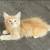 9 week old orange tabby & tortie kittens 9 thumbnail