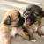 4 week old Shih Tzu/ Pomeranian puppies 3 thumbnail