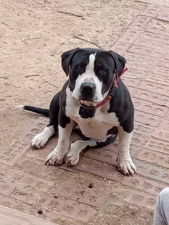 Bully to rehome63412077387521121