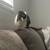 Rehoming Bunny! 5 thumbnail