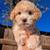 Maltipoo Puppy 1 thumbnail