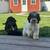 Cock-a-poo puppies 1 thumbnail