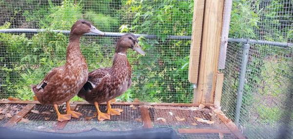 Patos - $25 (Wewahitchka)63440113752707123