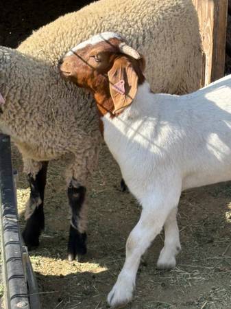 Corderos y cabras - $1.000 (Anza)63471082438145120