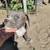 rehoming american pit x boxer puppies 5 thumbnail