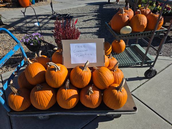 Free pumpkins 1
