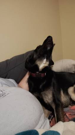 Puppy Needs Home (Lynnwood)64666876901249122