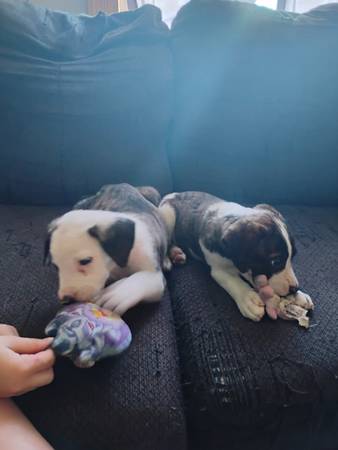 Perra madre abandonada y dos cachorros machos63654750472449121