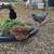 Assorted Pullets 1 thumbnail