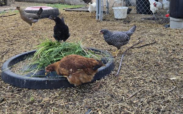 Assorted Pullets 1