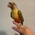 Green cheek conures 6 thumbnail