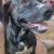 Rehoming dogs 1 thumbnail
