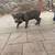 Xl blue nose puppy 3 thumbnail