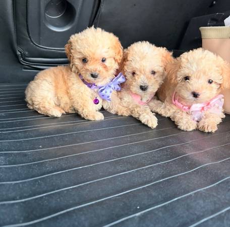 Quality high maltipoo 1