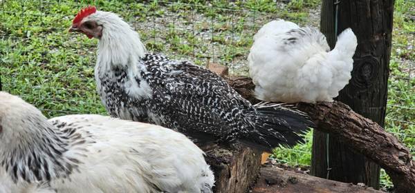 Rare Egyptian Fayoumi Rooster (Hymera)63671518956547121