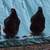 Chocolate orpington hens 10 thumbnail