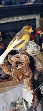 Canary (Crested) 1