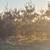 White Pine Trees Balled and Burlapped 6 thumbnail