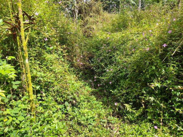 $38,000 / 43560ft2 - 1 Acre in Leilani Estates (Leilani Estates (Pahoa))63939391675266123