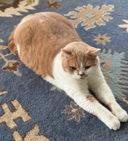 ¡¡¡Gato desaparecido!!! (Nonesuch Pond, Natick)63892692259587121