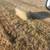 Local grass hay 2 thumbnail