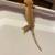 Baby Crested geckos 3 thumbnail