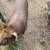 Kunekune Pigs 2 thumbnail
