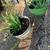 Aloe Vera plants 4 thumbnail