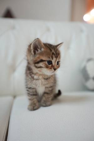 Rehoming for Scottishfold/ tabby brown mix kitten63853558277891121