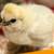 Silkie chicks available - variety of colors 2 thumbnail