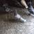 Homing Pigeons 3 thumbnail