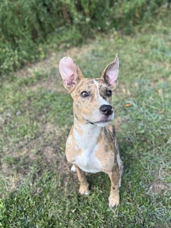 Rehoming pup (Charlotte and surrounding areas)63927795502850120