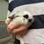 Bunnies - Holland Lop / Lionhead Mix - Rabbits 6 thumbnail