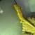Bearded dragon with set up 5 thumbnail
