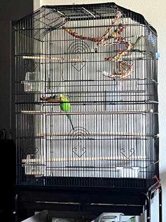 Lrg bird cage for bungee, lovebirds, etc small birds & cover (san jose east)63862000814979123