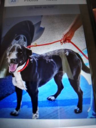 Lab mix 1