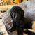 Miniature poodle puppies 8 thumbnail