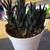 Succulent House Plant #3 2 thumbnail