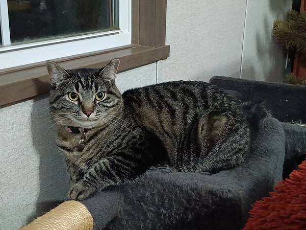 Gato perdido (Cheyenne WY)63843455078787121