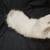 Ragdoll kitten 5 thumbnail